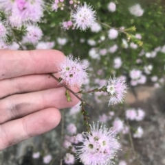 Kunzea parvifolia (Violet Kunzea) at Wingecarribee Local Government Area - 14 Nov 2021 by Tapirlord