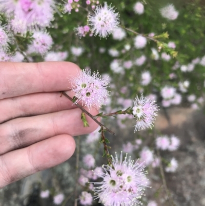 Kunzea parvifolia (Violet Kunzea) at Bundanoon - 14 Nov 2021 by Tapirlord