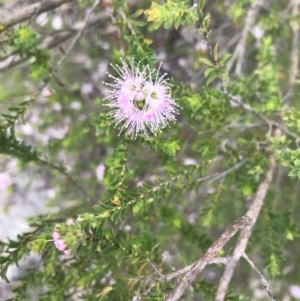 Kunzea parvifolia at Bundanoon, NSW - 14 Nov 2021