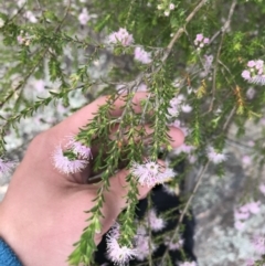 Kunzea parvifolia at Bundanoon, NSW - 14 Nov 2021