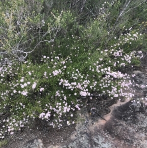 Kunzea parvifolia at Bundanoon, NSW - 14 Nov 2021