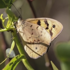 Heteronympha merope (Common Brown Butterfly) at Higgins, ACT - 29 Nov 2021 by AlisonMilton