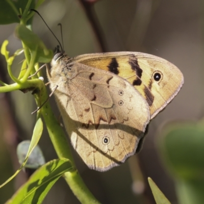 Heteronympha merope (Common Brown Butterfly) at Higgins, ACT - 30 Nov 2021 by AlisonMilton