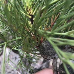 Isopogon anethifolius at Bundanoon, NSW - 14 Nov 2021