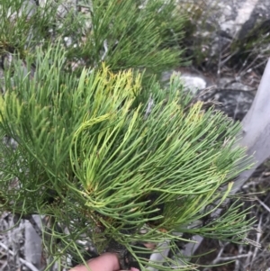 Isopogon anethifolius at Bundanoon, NSW - 14 Nov 2021