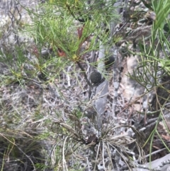 Isopogon anethifolius at Bundanoon, NSW - 14 Nov 2021