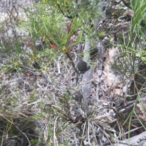 Isopogon anethifolius at Bundanoon, NSW - 14 Nov 2021