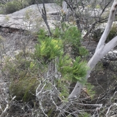 Isopogon anethifolius at Bundanoon, NSW - 14 Nov 2021 02:13 PM