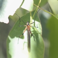 Harpobittacus australis (Hangingfly) at Higgins, ACT - 30 Nov 2021 by AlisonMilton