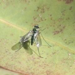 Dolichopodidae sp. (family) (Unidentified Long-legged fly) at Higgins, ACT - 29 Nov 2021 by AlisonMilton