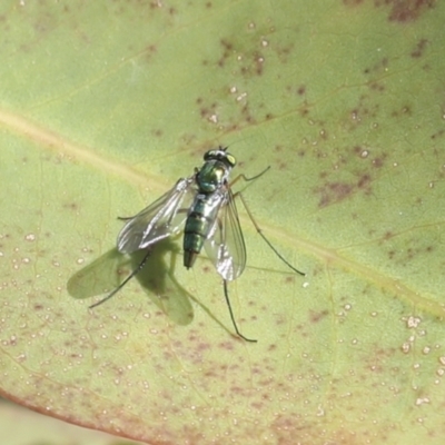 Dolichopodidae (family) (Unidentified Long-legged fly) at Higgins, ACT - 29 Nov 2021 by AlisonMilton