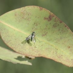 Dolichopodidae (family) at Higgins, ACT - 30 Nov 2021