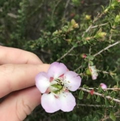 Leptospermum rotundifolium (Round Leaf Teatree) at Wingecarribee Local Government Area - 14 Nov 2021 by Tapirlord