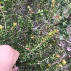 Leptospermum rotundifolium at Bundanoon, NSW - 14 Nov 2021