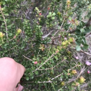 Leptospermum rotundifolium at Bundanoon, NSW - suppressed