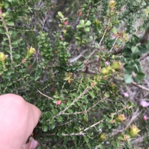 Leptospermum rotundifolium at Bundanoon, NSW - 14 Nov 2021