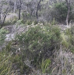 Leptospermum rotundifolium at Bundanoon, NSW - suppressed