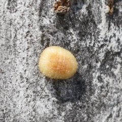 Coccoidea (superfamily) (Mealy bug or scale insect) at Higgins, ACT - 30 Nov 2021 by AlisonMilton