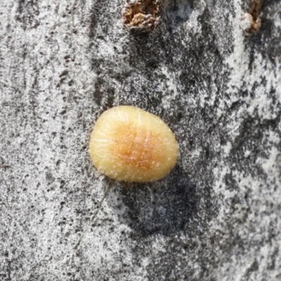 Coccoidea (superfamily) (Mealy bug or scale insect) at Higgins, ACT - 29 Nov 2021 by AlisonMilton