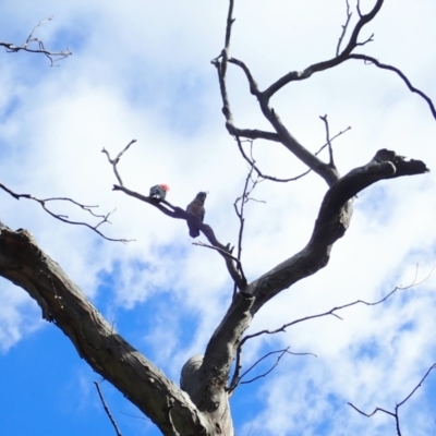 Callocephalon fimbriatum (Gang-gang Cockatoo) at Mount Painter - 2 Dec 2021 by CathB