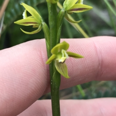 Prasophyllum flavum (Yellow Leek Orchid) at Bundanoon - 14 Nov 2021 by Tapirlord