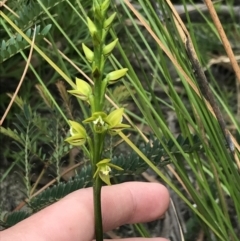 Prasophyllum flavum at Bundanoon, NSW - suppressed