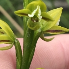 Prasophyllum flavum at Bundanoon, NSW - suppressed