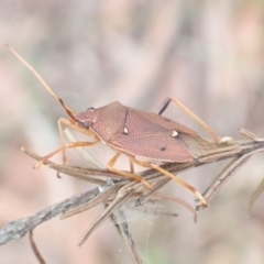 Poecilometis sp. (genus) (A Gum Tree Shield Bug) at Jervis Bay National Park - 3 Dec 2021 by AnneG1