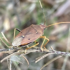 Poecilometis sp. (genus) at Hyams Beach, NSW - 3 Dec 2021