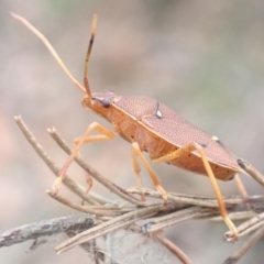 Poecilometis sp. (genus) at Hyams Beach, NSW - 3 Dec 2021