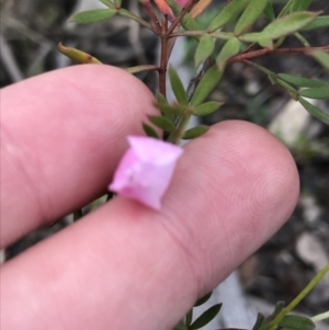 Boronia pinnata at Bundanoon, NSW - 14 Nov 2021