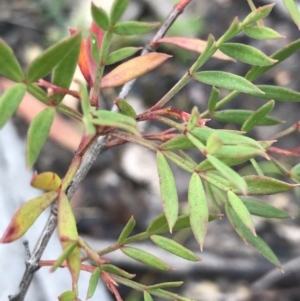 Boronia pinnata at Bundanoon, NSW - suppressed