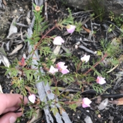 Boronia pinnata at Bundanoon, NSW - suppressed