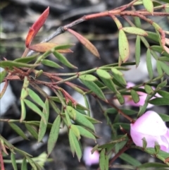 Boronia pinnata at Bundanoon, NSW - suppressed