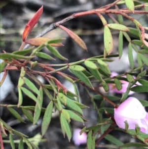 Boronia pinnata at Bundanoon, NSW - 14 Nov 2021