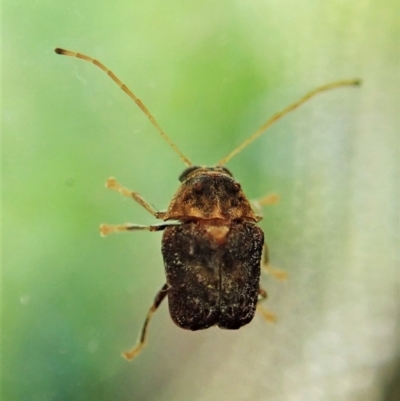 Cadmus (Lachnabothra) subgenus (A case-bearing leaf beetle) at Aranda Bushland - 2 Dec 2021 by CathB