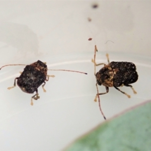 Cadmus (Lachnabothra) subgenus at Molonglo Valley, ACT - 2 Dec 2021