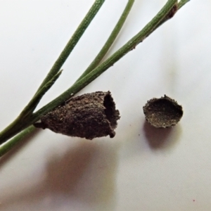 Cadmus (Lachnabothra) subgenus at Molonglo Valley, ACT - 2 Dec 2021