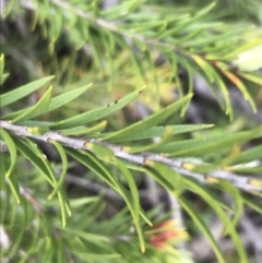 Melaleuca capitata at Bundanoon, NSW - 14 Nov 2021