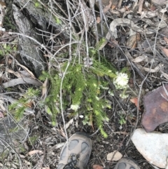 Melaleuca capitata at Bundanoon, NSW - 14 Nov 2021