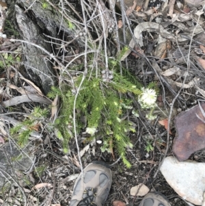 Melaleuca capitata at Bundanoon, NSW - 14 Nov 2021