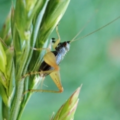 Trigonidium sp. (genus) (A Sword-tail Cricket) at Cook, ACT - 30 Nov 2021 by CathB