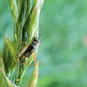 Trigonidium sp. (genus) at Cook, ACT - 30 Nov 2021