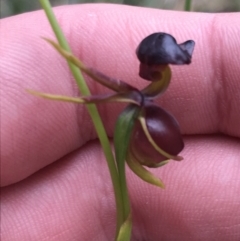 Caleana major (Large Duck Orchid) at Bundanoon - 14 Nov 2021 by Tapirlord