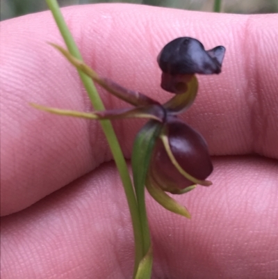 Caleana major (Large Duck Orchid) at Morton National Park - 14 Nov 2021 by Tapirlord