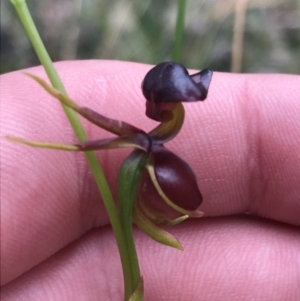 Caleana major at Bundanoon, NSW - suppressed