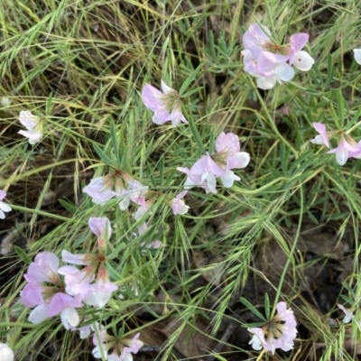 Lotus australis (Austral Trefoil) at Stranger Pond - 3 Dec 2021 by SandraH