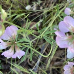 Lotus australis at Bonython, ACT - 3 Dec 2021 07:00 AM