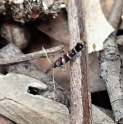 Stagmatophora argyrostrepta (A cosmet moth) at Aranda Bushland - 28 Nov 2021 by CathB