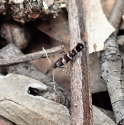 Stagmatophora argyrostrepta (A cosmet moth) at Point 4081 - 28 Nov 2021 by CathB